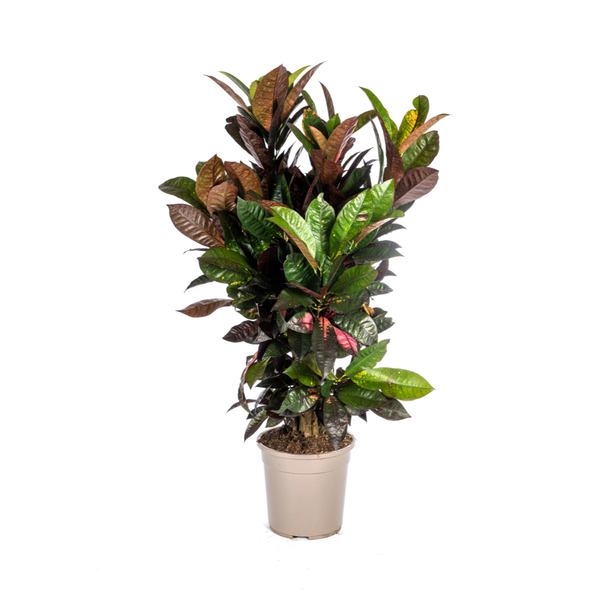 Codiaeum 'Croton' Iceton Ø24cm - ↕80-100cm