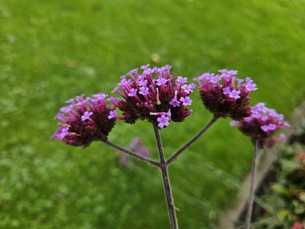 60x Verbena bonariensis - ↕10-25cm - Ø9cm