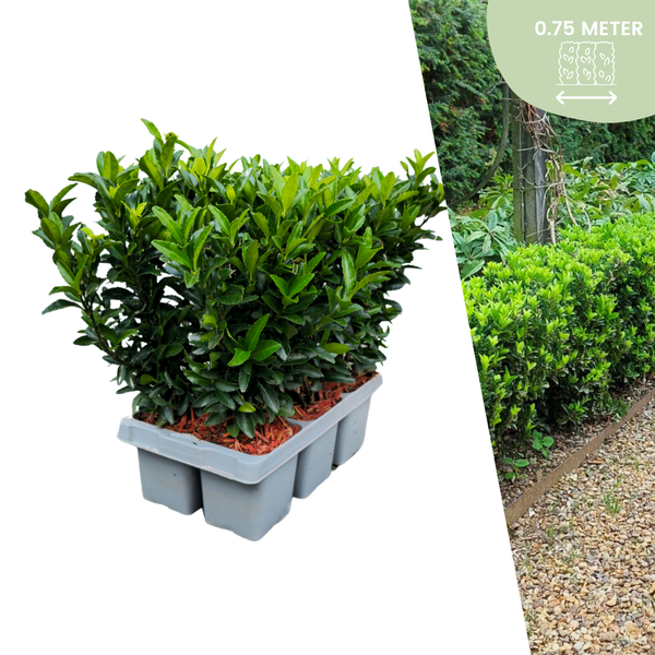 6 x Euonymus 'Green Spire' - 6 x Ø 7 cm - ↨ 15 cm