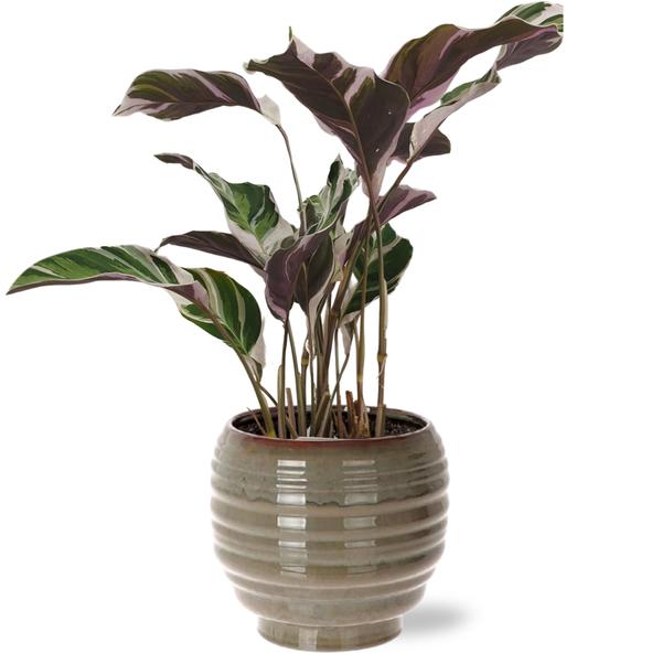 Calathea Fusion White Basic - Ø14cm - ↕40cm + Dalmine Pot D15x14cm - Grijs