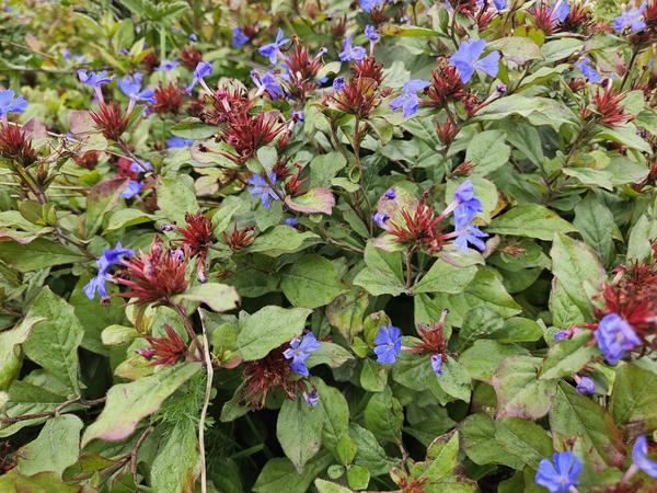 20x Ceratostigma plumbaginoides  - ↕10-25cm - Ø9cm