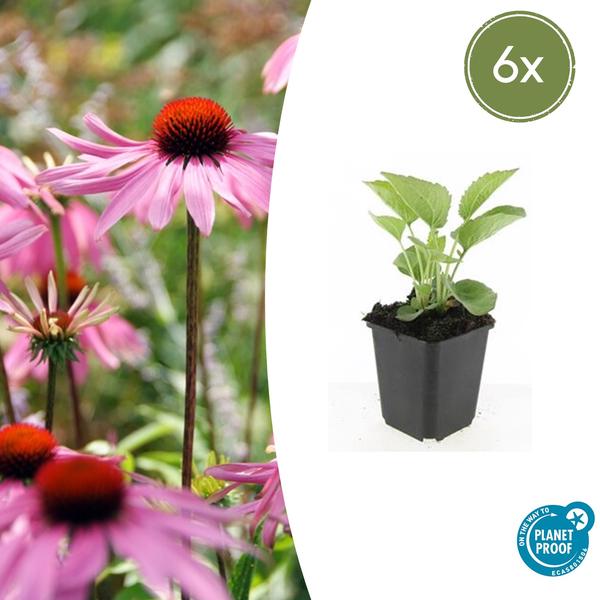 6x Echinacea p. 'Magnus' - ↕10-25cm - Ø9cm