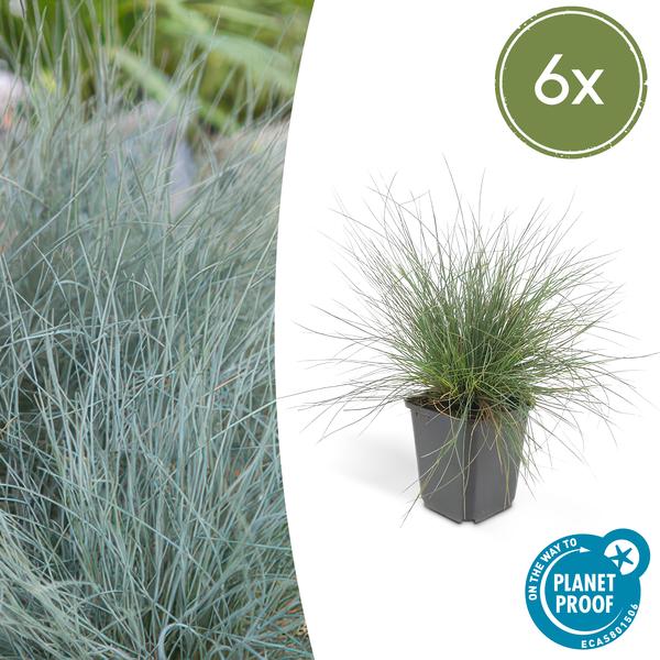 6x Festuca glauca 'Elijah Bleu' - ↕10-25cm - Ø9cm