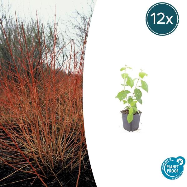 12x Cornus sang. 'Midwinter Fire' - ↕10-25cm - Ø9cm