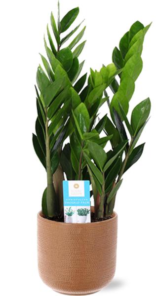 Zamioculcas Zamiifolia - Ø17cm - ↕60cm + Aresso Pot D18x16,5cm - Bruin