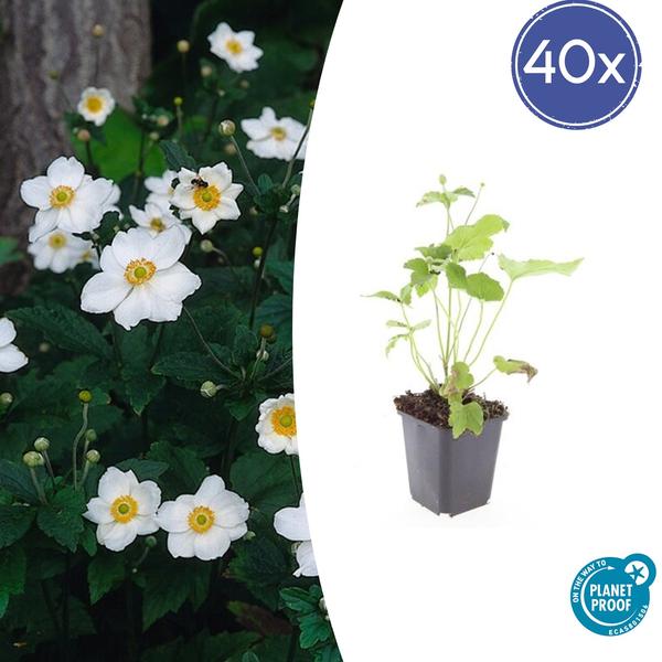 40x Anemone hyb. 'Honorine Jobert' - ↕10-25cm - Ø9cm