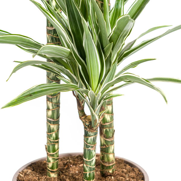 Dracaena Deremensis White Stripe Ø24cm - ↕130 - 150cm