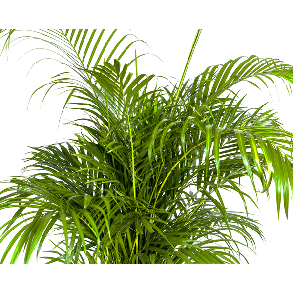 Dypsis Areca lutescens Ø27cm - ↕150 - 170cm