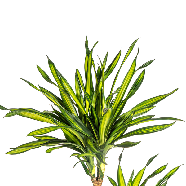 Dracaena Deremensis Rikki Ø24cm - ↕130 - 150cm