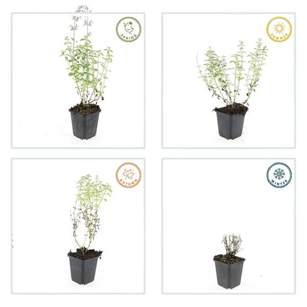 60x Nepeta 'Walker's Low' - ↕10-25cm - Ø9cm