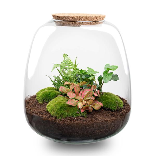 Plant terrarium - Emma - DIY kit - ↑ 25 cm - Ø 23 cm - Hedera Red