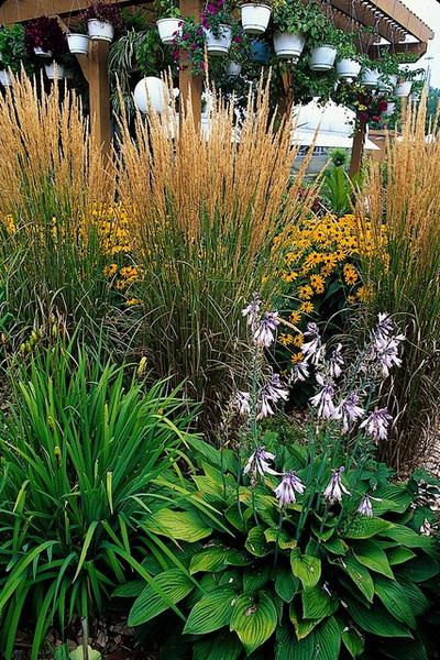 20x Calamagrostis acut. 'Karl Foerster'  - ↕10-25cm - Ø9cm