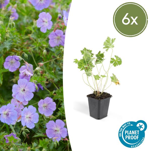 6x Geranium Rozanne - ↕10-25cm - Ø9cm