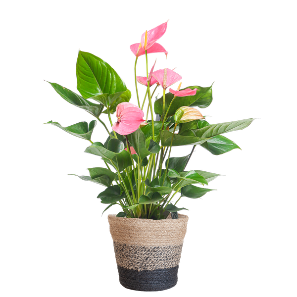 Anthurium Pink explosion met Lissabon mand zwart - 55cm - Ø17