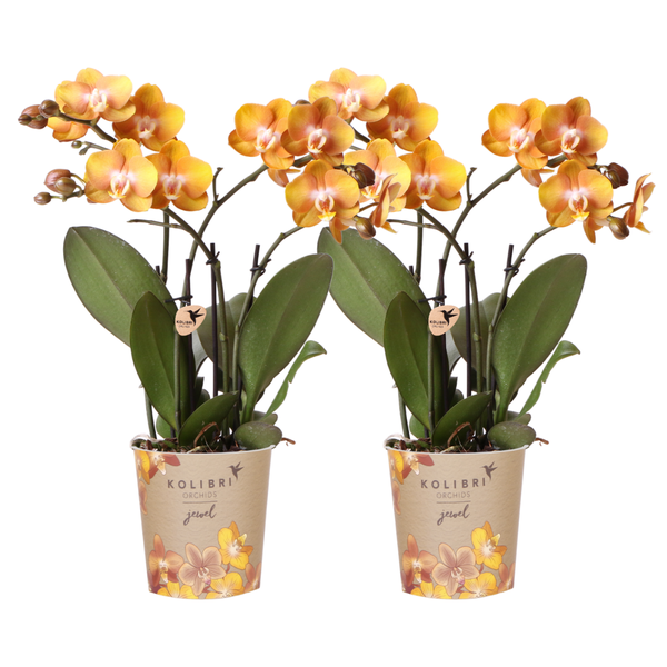 Kolibri Orchids I COMBI DEAL van 2 Phalaenopsis orchideeën - Las Vegas - potmaat Ø12cm | bloeiende kamerplant - vers van de kweker