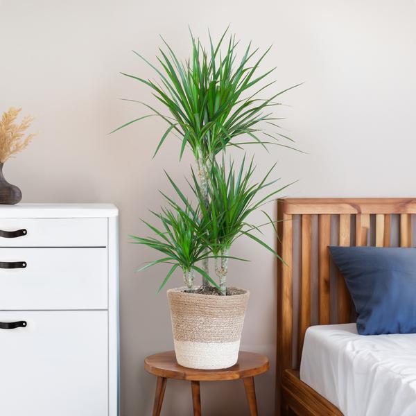 Dracaena Marginata met Lissabon mand wit - 95cm - Ø21