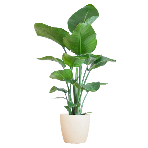 Strelitzia Nicolai met Viber pot wit - 80cm - Ø21