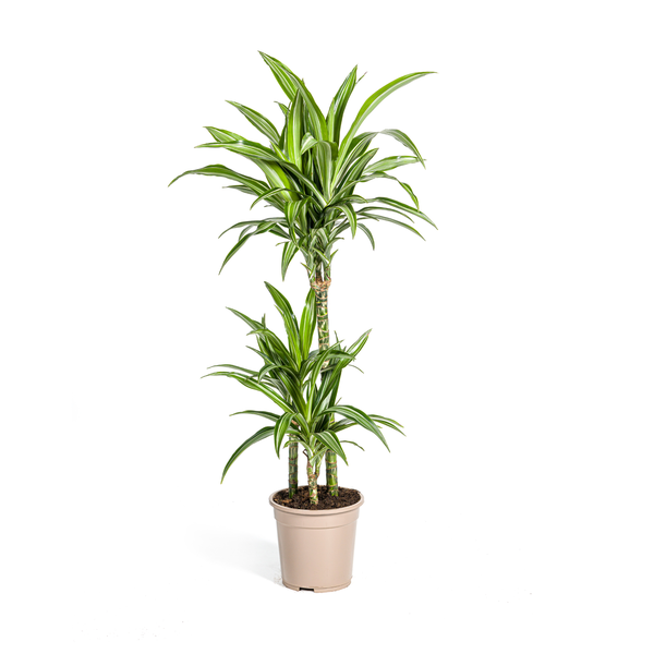 Dracaena Deremensis White Stripe Ø21cm - ↕90 - 110cm