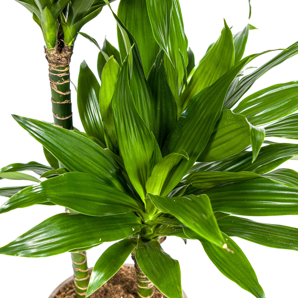 Dracaena Deremensis Green Jewel  Ø19cm - ↕70 - 90cm