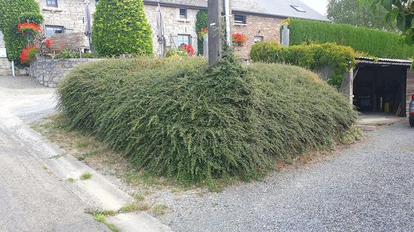 20x Cotoneaster suec. 'Coral Beauty' - ↕10-25cm - Ø9cm