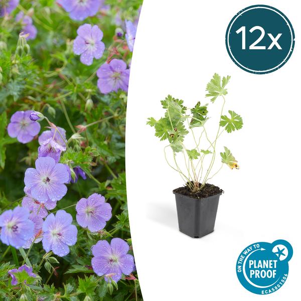 12x Geranium Rozanne - ↕10-25cm - Ø9cm