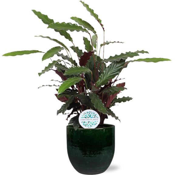 Calathea Rufibarba - Ø21cm - ↕85cm + Jolin Pot D24x23cm - Groen