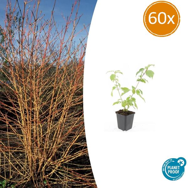 60x Cornus sang. 'Anny's Winter Orange' - ↕10-25cm - Ø9cm