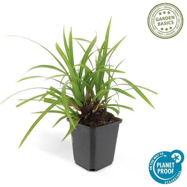 60x Carex morrowii 'Irish Green' - ↕10-25cm - Ø9cm