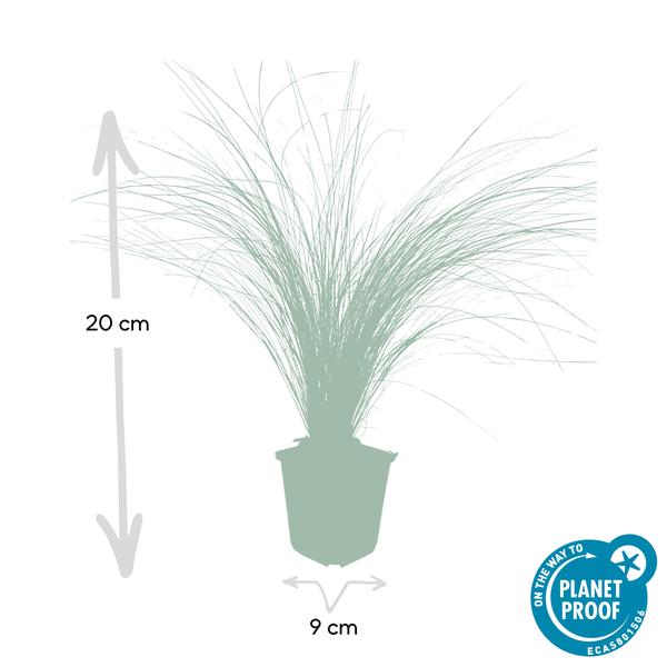 60x Stipa tenuissima 'Ponytails' - ↕10-25cm - Ø9cm