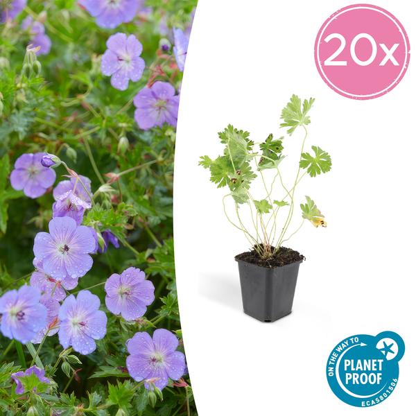 20x Geranium Rozanne - ↕10-25cm - Ø9cm