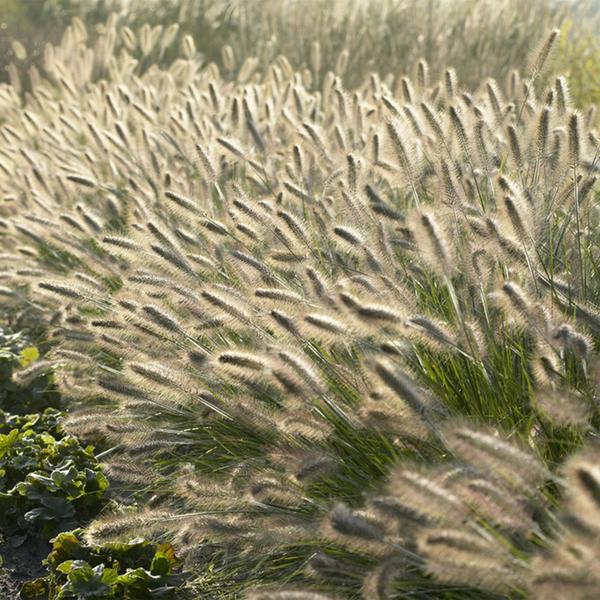 6x Pennisetum alopecuroides 'Hameln' - ↕10-25cm - Ø9cm