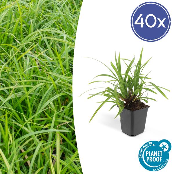 40x Carex morrowii 'Irish Green' - ↕10-25cm - Ø9cm