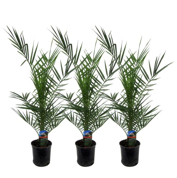 3x Phoenix Canariensis - 80 cm - Ø15