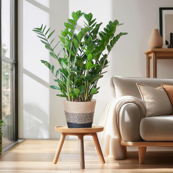 Zamioculcas Zamiifolia met Mand Lissabon zwart - 80cm - Ø21