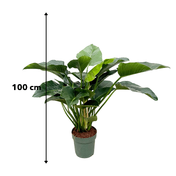 Philodendron Green Beauty - 120cm - ⌀30