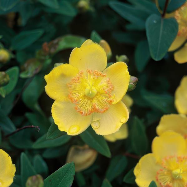 Hypericum calycinum - ↕10-25cm - Ø9cm  - 20x