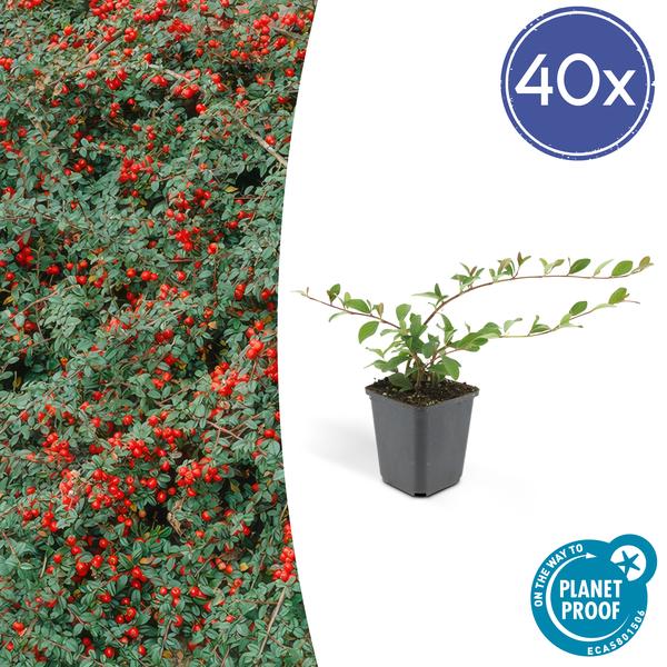 40x Cotoneaster dam. 'Major' - ↕25cm - Ø9cm