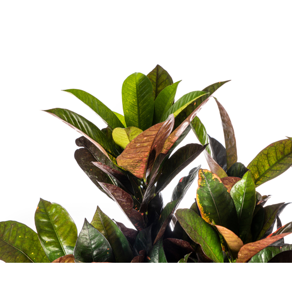 Codiaeum 'Croton' Iceton Ø24cm - ↕80-100cm