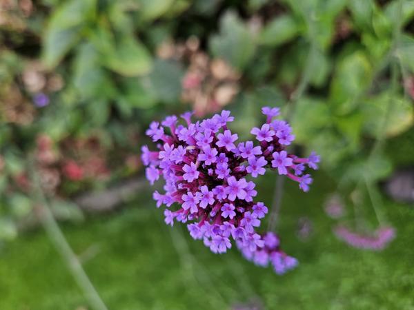 20x Verbena bonariensis - ↕10-25cm - Ø9cm