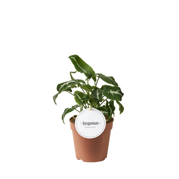 Syngonium Wendlandii - Ø12cm - ↕25cm