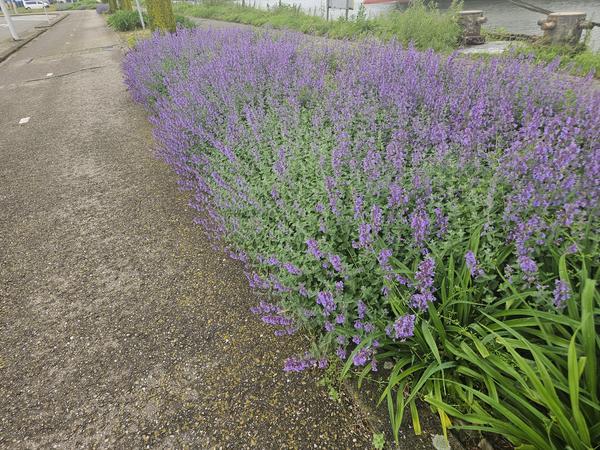 60x Nepeta 'Walker's Low' - ↕10-25cm - Ø9cm