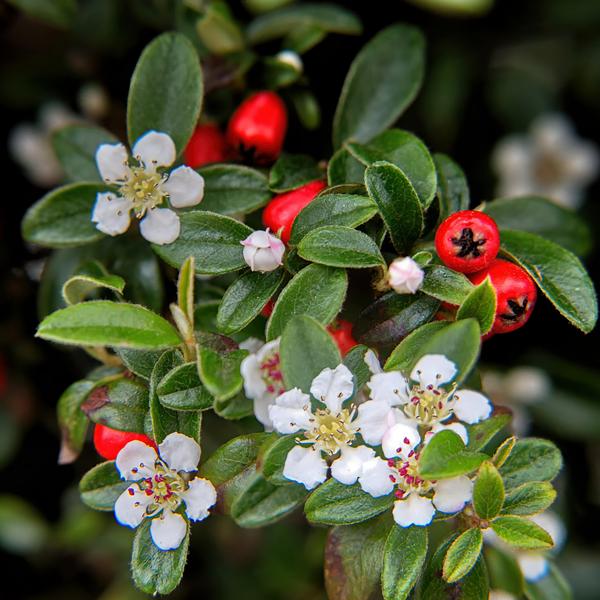 60x Cotoneaster dammeri - ↕10-25cm - Ø9cm