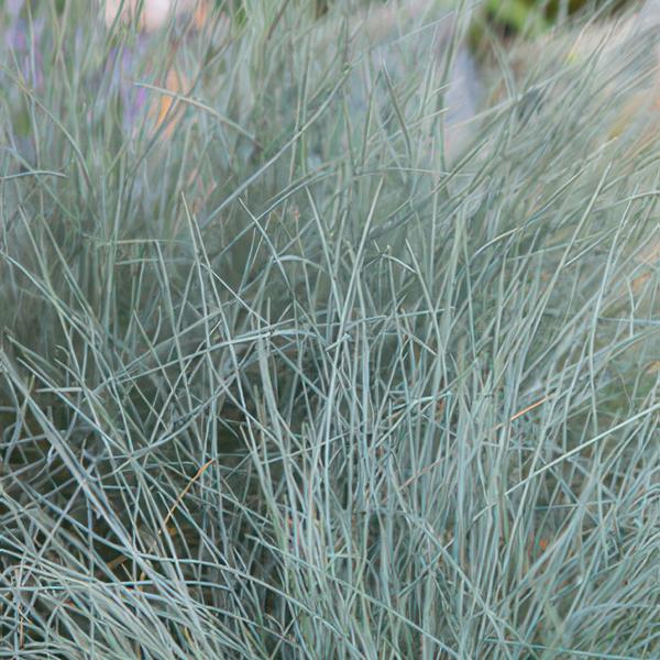 40x Festuca glauca 'Elijah Bleu' - ↕10-25cm - Ø9cm