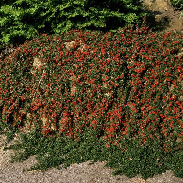 12x Cotoneaster pr. 'Queen of Carpets' - ↕10-25cm - Ø9cm