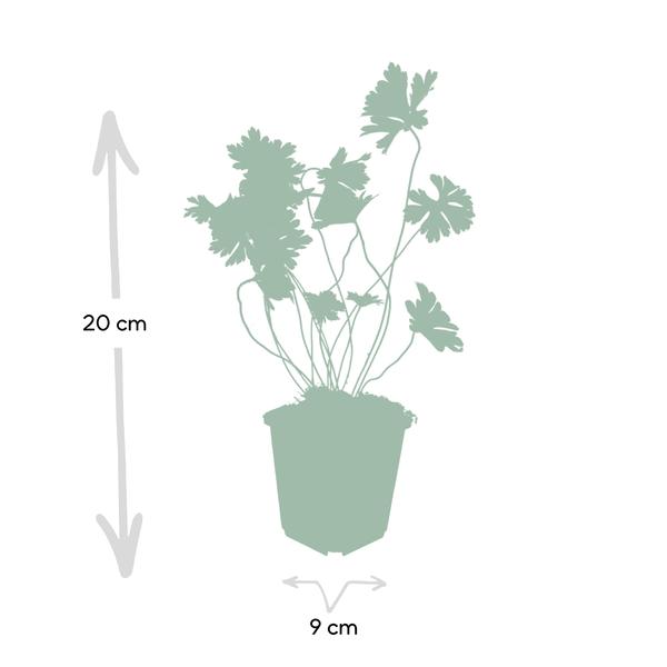 60x Geranium Rozanne - ↕10-25cm - Ø9cm