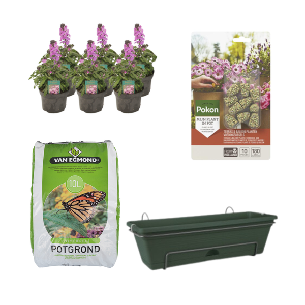 Balkonbak Groen DIY-set - Erysimum Linifolium 'Bowles Mauve'