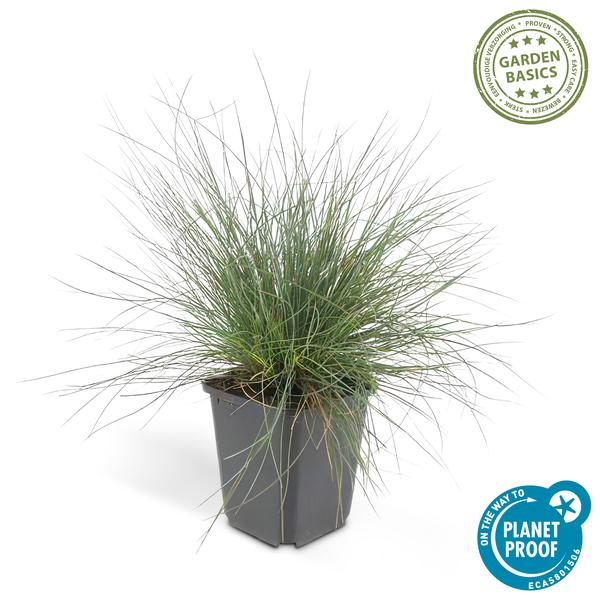 6x Festuca glauca 'Elijah Bleu' - ↕10-25cm - Ø9cm