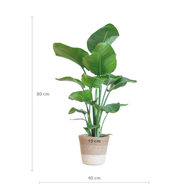 Strelitzia Nicolai met Lissabon mand wit - 80cm - Ø19