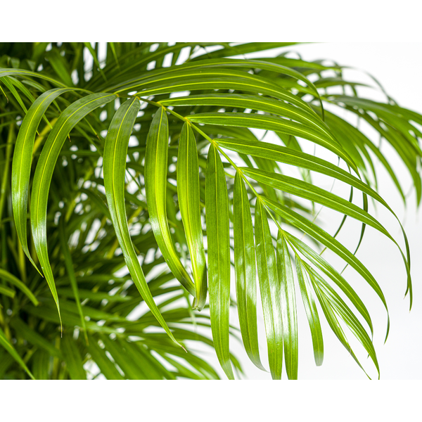 Dypsis Areca lutescens Ø27cm - ↕150 - 170cm