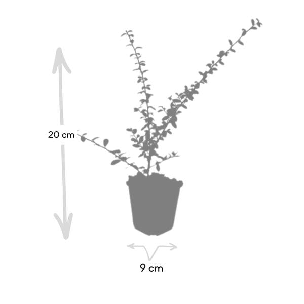 6x Cotoneaster suec. 'Coral Beauty' - ↕10-25cm - Ø9cm